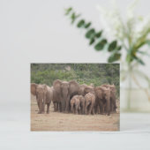 Elephant Briefkaart (Staand voorkant)