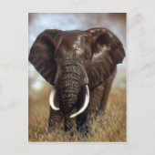 Elephant Bull Prints Briefkaarten (Voorkant)