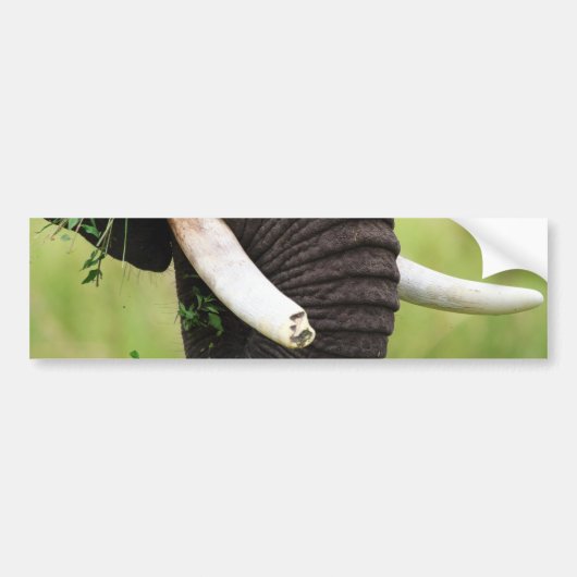 Elephant Bumpersticker (Voorkant)