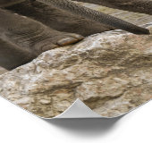 Elephant Calf Poster (Hoek)