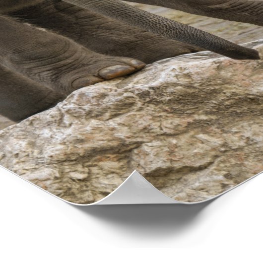 Elephant Calf Poster (Hoek)