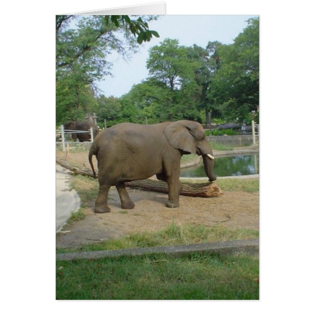 Elephant Card! (Voorkant)