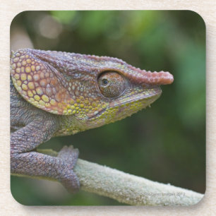 Elephant chameleon, Madagaskar Drankjes Onderzetter