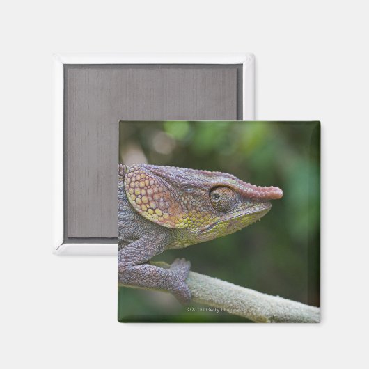 Elephant chameleon, Madagaskar Magneet (Voorkant / Achterkant)