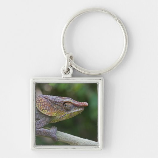 Elephant chameleon, Madagaskar Sleutelhanger (Voorkant)