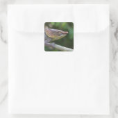Elephant chameleon, Madagaskar Vierkante Sticker (Tas)