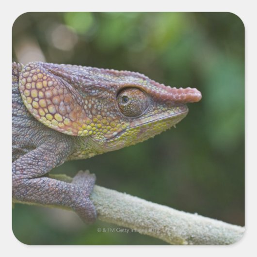 Elephant chameleon, Madagaskar Vierkante Sticker (Voorkant)