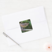 Elephant chameleon, Madagaskar Vierkante Sticker (Envelop)