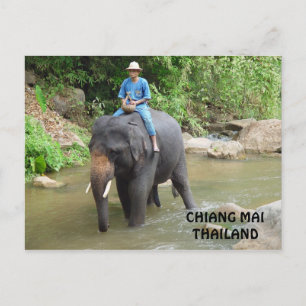 Elephant Chiang Mai Briefkaart