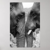 ELEPHANT COUPLE POSTER (Voorkant)