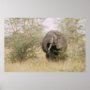 ELEPHANT DIE VAN EEN BOOM AFWEET POSTER