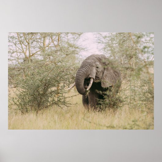 ELEPHANT DIE VAN EEN BOOM AFWEET POSTER (Voorkant)