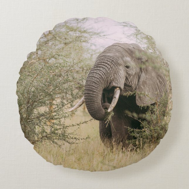 ELEPHANT DIE VAN EEN BOOM AFWEET ROND KUSSEN (Voorkant)