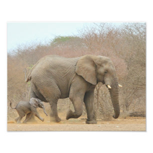 Elephant - Dierbaby's mooi Foto Afdruk