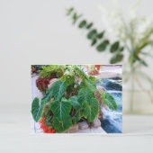 Elephant Ear Containers Planten Tuinfoto Briefkaart (Staand voorkant)