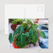 Elephant Ear Containers Planten Tuinfoto Briefkaart (Voorkant / Achterkant)