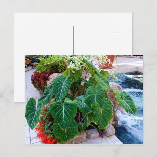 Elephant Ear Containers Planten Tuinfoto Briefkaart (Voorkant / Achterkant)