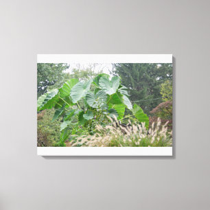 Elephant Ear Plant Canvas Afdruk