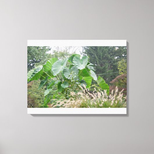 Elephant Ear Plant Canvas Afdruk (Voorkant)
