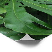 Elephant Ear Plant Poster (Hoek)