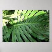 Elephant Ear Plant Poster (Voorkant)