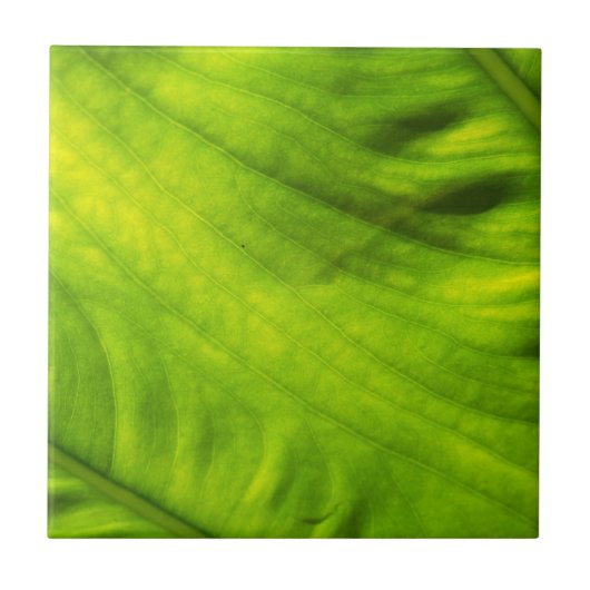 Elephant Ear Taro-keramische tegel Tegeltje (Voorkant)