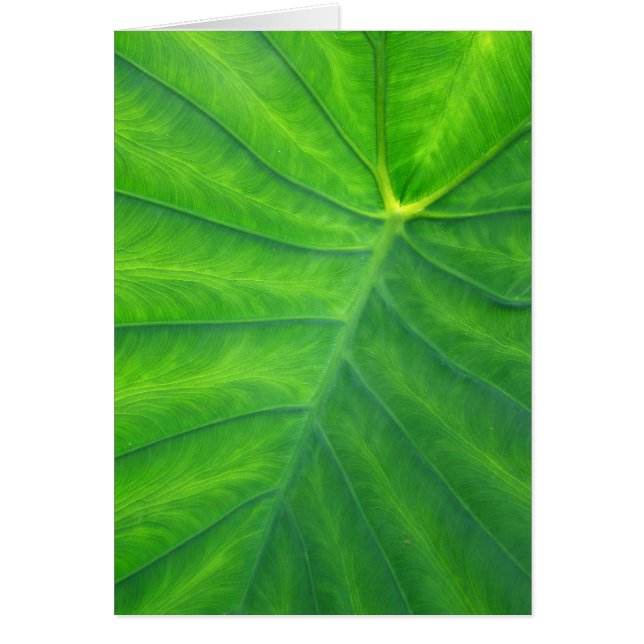Elephant Ears - Colocasia (Voorkant)