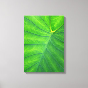 Elephant Ears - Colocasia Canvas Afdruk