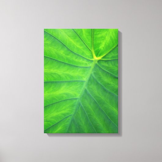 Elephant Ears - Colocasia Canvas Afdruk (Voorkant)
