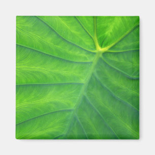 Elephant Ears - Colocasia Magneet