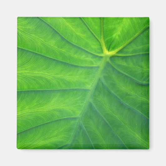 Elephant Ears - Colocasia Magneet (Voorkant)