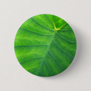 Elephant Ears - Colocasia Ronde Button 5,7 Cm