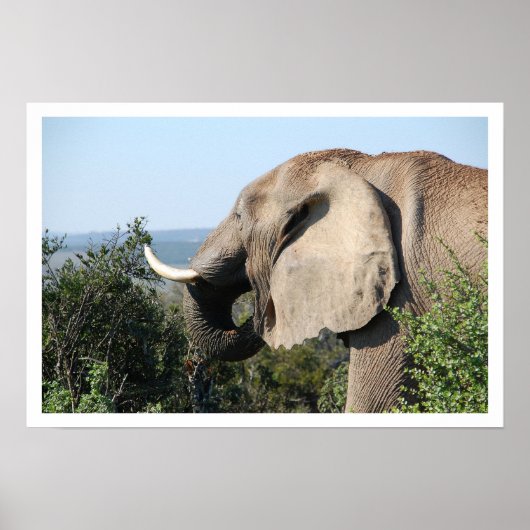 Elephant Eating, Zuid-Afrika Poster (Voorkant)