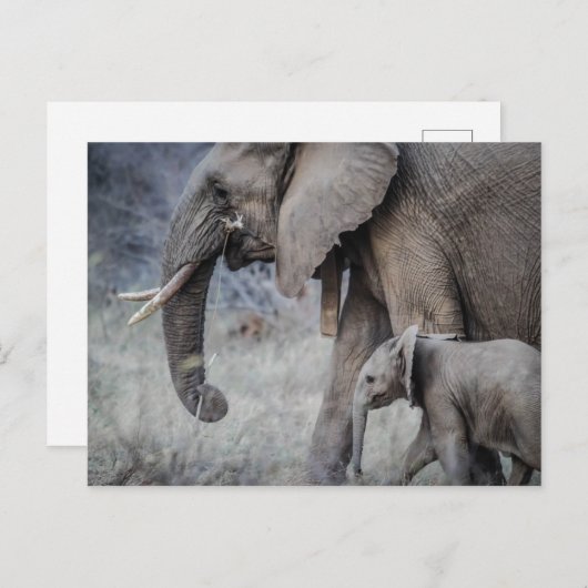 ELEPHANT EN BABY BRIEFKAART (Voorkant / Achterkant)