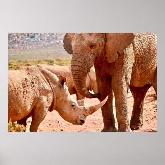 ELEPHANT EN RHINO LIJKEN NIET ELKAAR POSTER (Voorkant)