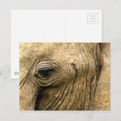 Elephant Eye Briefkaart (Voorkant / Achterkant)