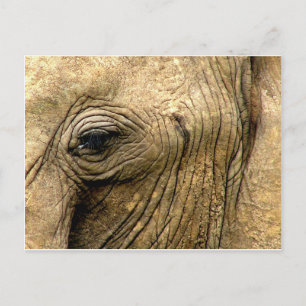 Elephant Eye Briefkaart