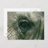 Elephant Eye Briefkaart (Voorkant / Achterkant)