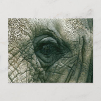 Elephant Eye Briefkaart