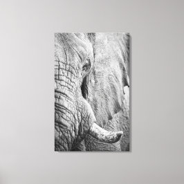 Elephant Eye Canvas Afdruk