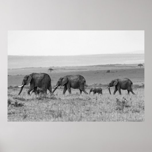 ELEPHANT FAMILIE BLACK & WHITE POSTER (Voorkant)