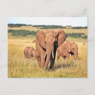 Elephant-familie in de struik briefkaart