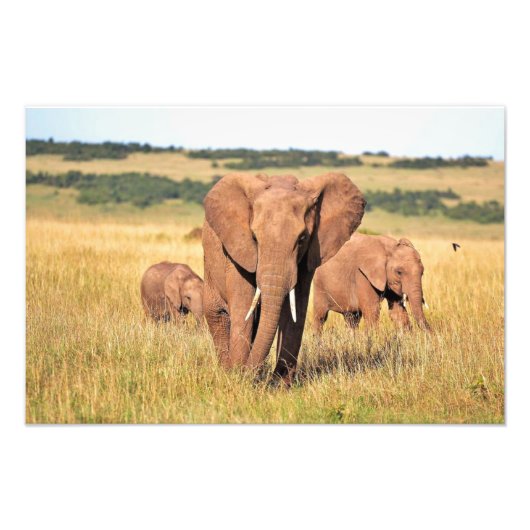 Elephant-familie in de struik foto afdruk (Voorkant)