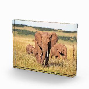 Elephant-familie in de struik fotoblokken