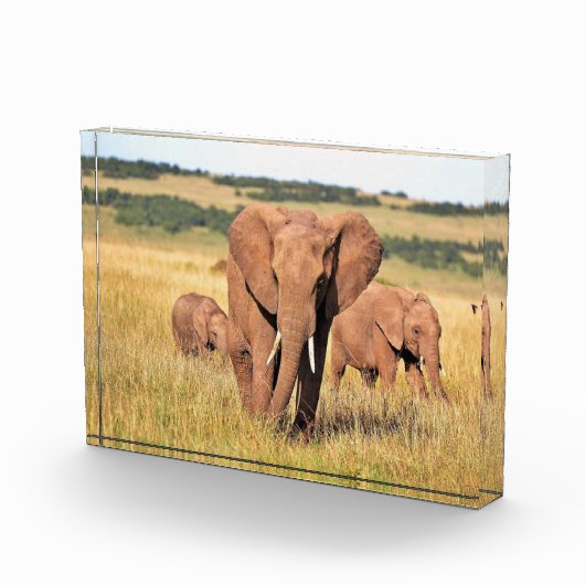 Elephant-familie in de struik fotoblokken (Rechts)