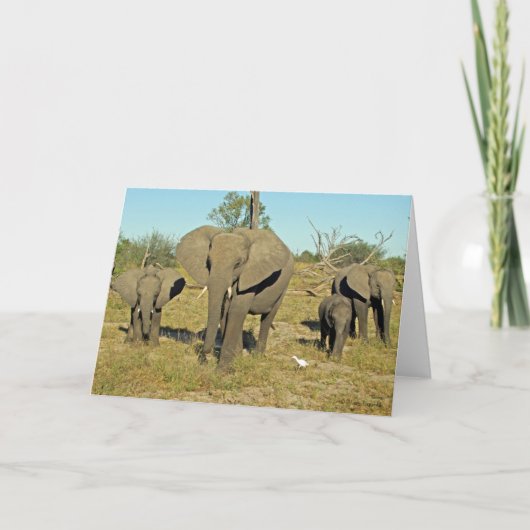 ELEPHANT FAMILIE KAART (Voorkant)