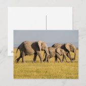 Elephant Family Walking Briefkaart (Voorkant / Achterkant)