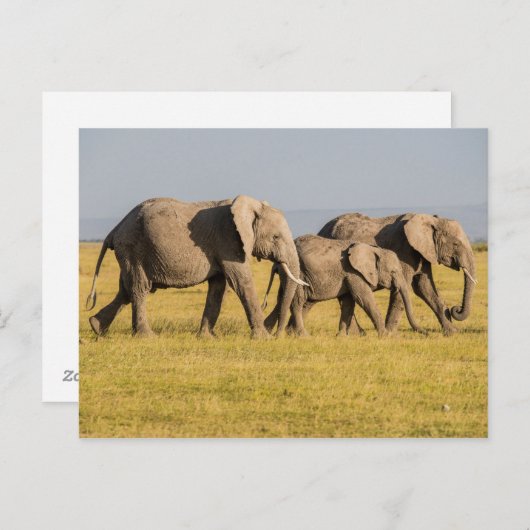 Elephant Family Walking Briefkaart (Voorkant / Achterkant)