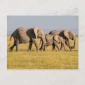 Elephant Family Walking Briefkaart (Voorkant)