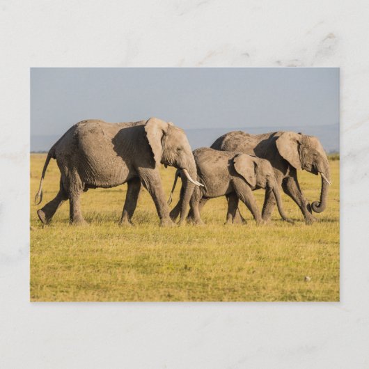 Elephant Family Walking Briefkaart (Voorkant)